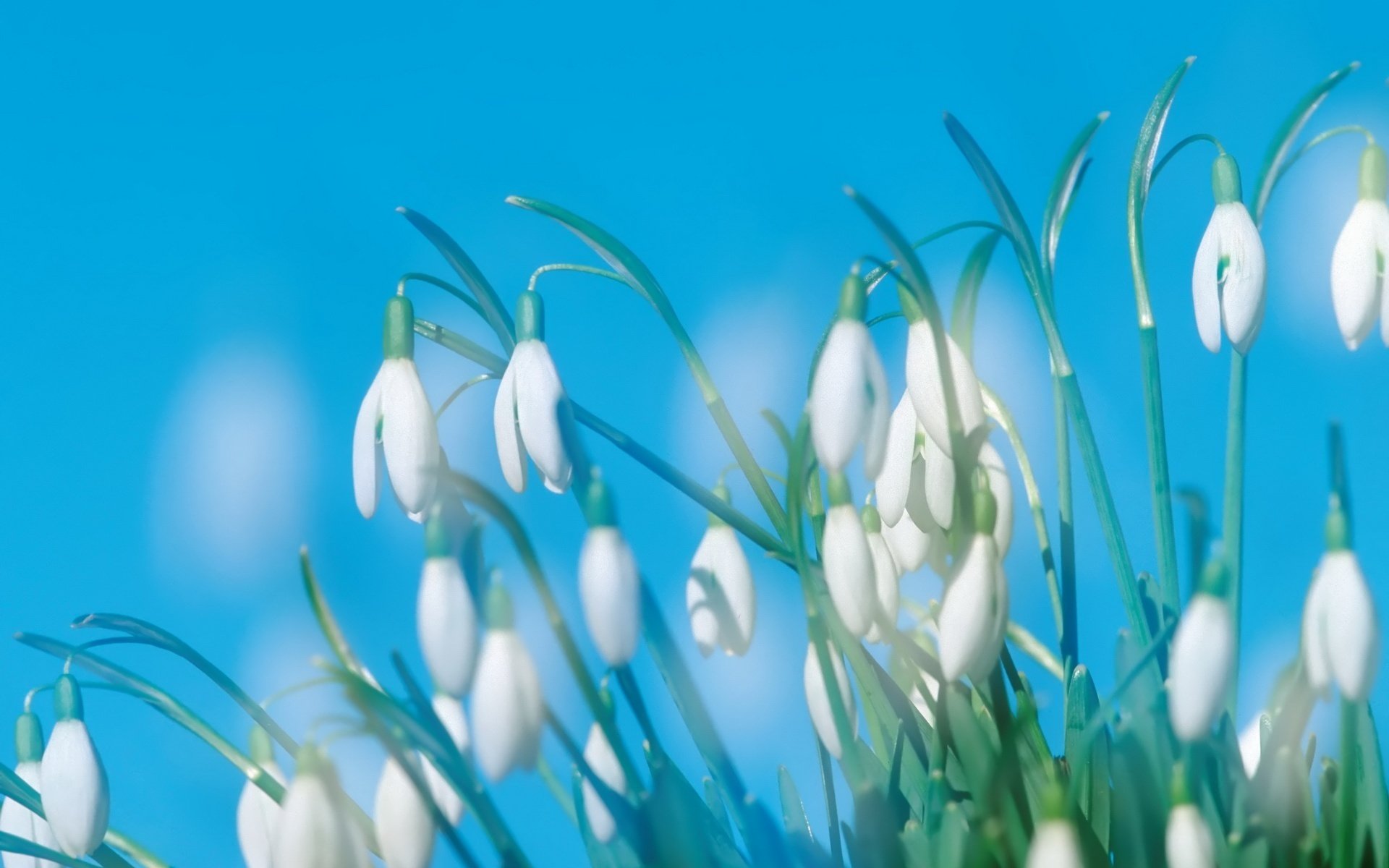 fleurs printemps créatures blanches cloches perce-neige