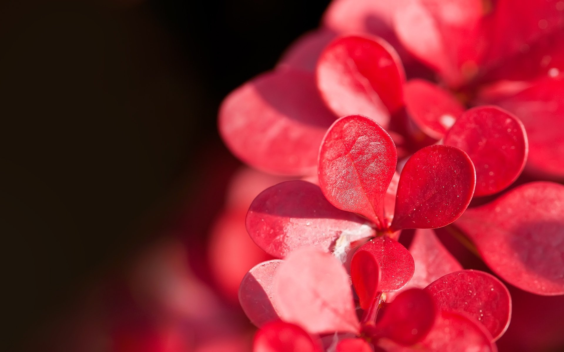 fleurs petits pétales couleur rouge lumière du soleil gros plan