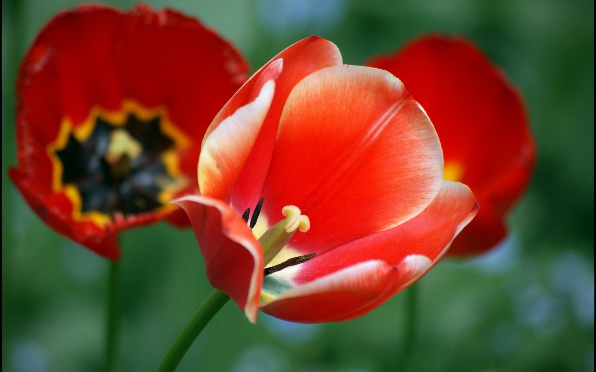 opened rosebud flowers red flower tulip macro tulips maki leaves red