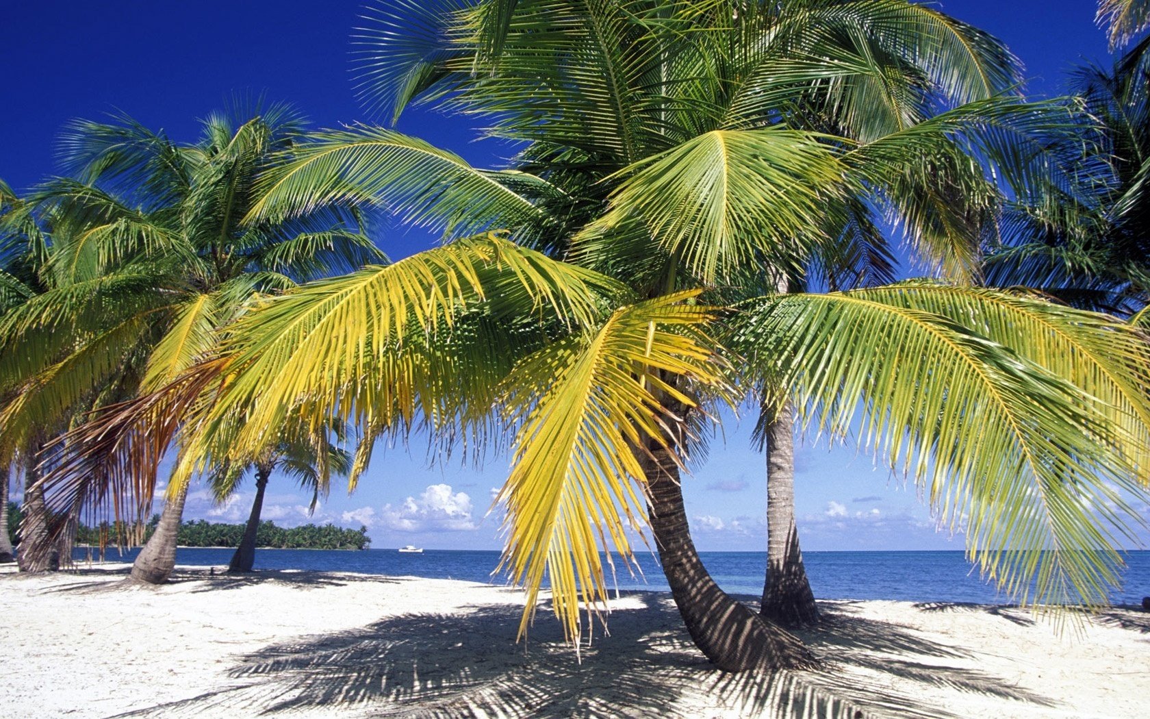 palm branches wild coast shade beach water sky palm trees blue sky trees vegetation tropics islands summer heat heat paradise vacation ocean