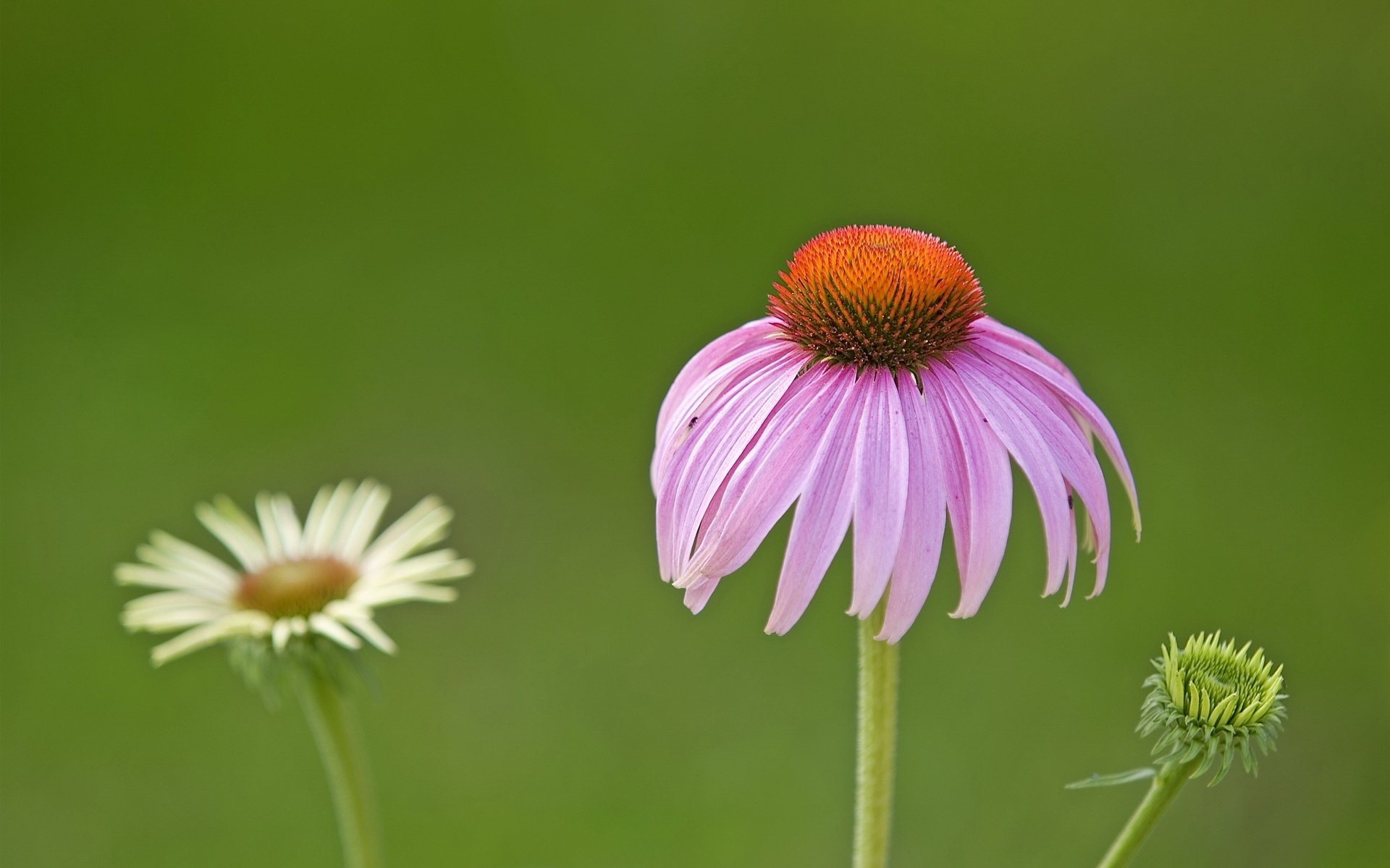 camomilla opaca petali cadenti fiori lilla macro