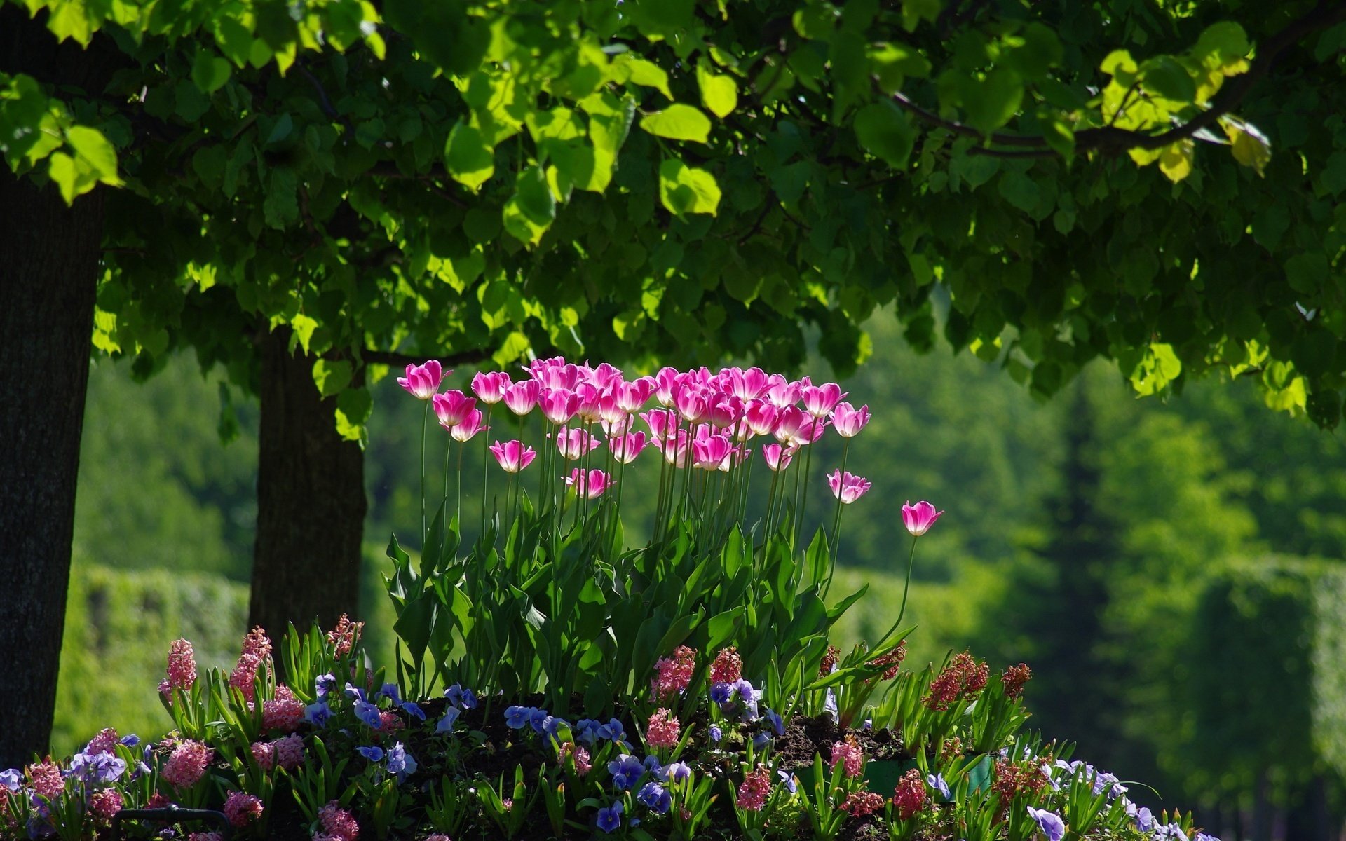 blumen wald hügel rosa blüten blumenbeete