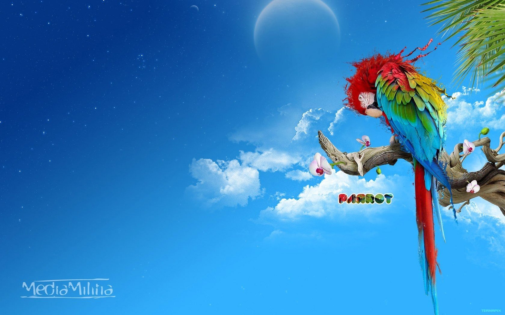 parrot branch colorful feathers the sky clouds animals bird