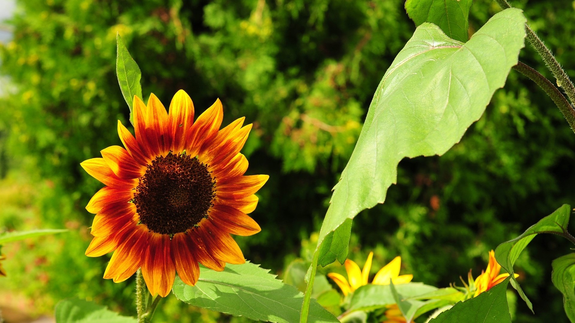 un flower flowers field sunflower macro