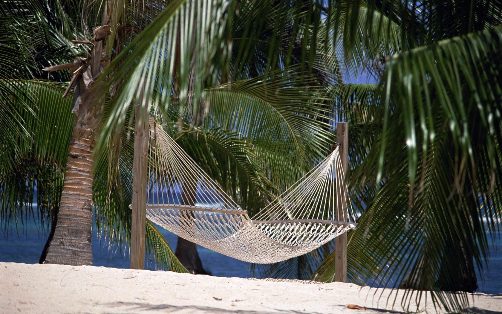 palm branches a hammock made of the thread tenek heat palm trees tropics summer sand beach shore paradise stay nature landscape silence trees greens cool