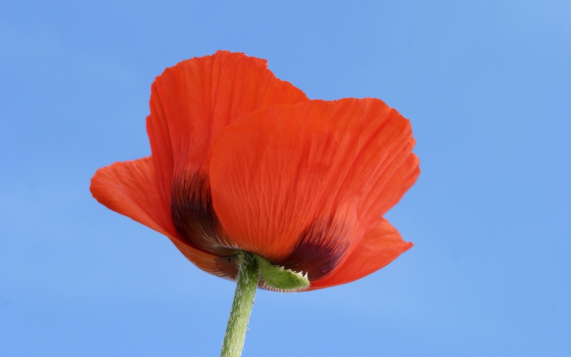 blumen des feuers blumen mohnblumen sonne makro