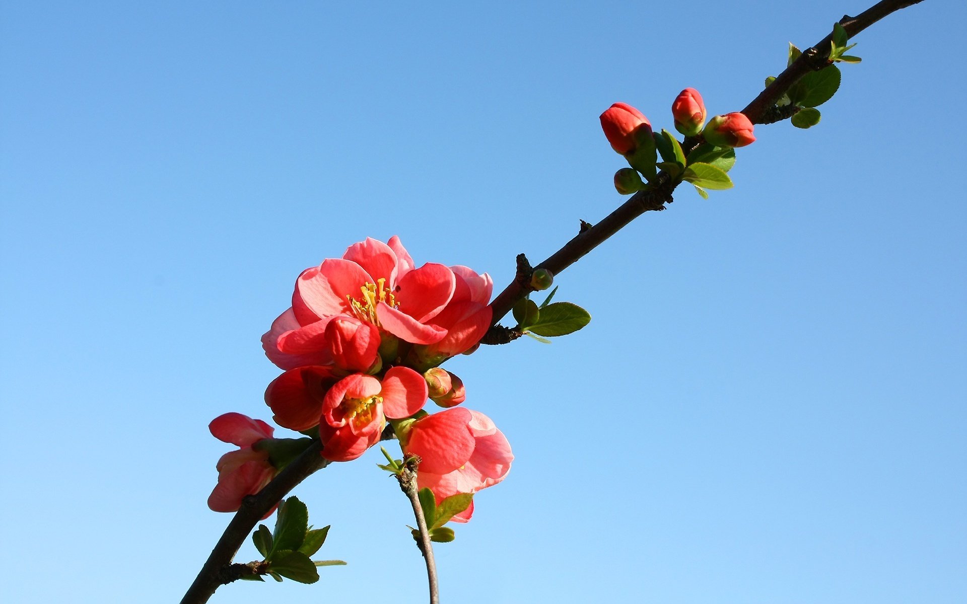 the branch of a tree orange flowers flowers color macro the sky