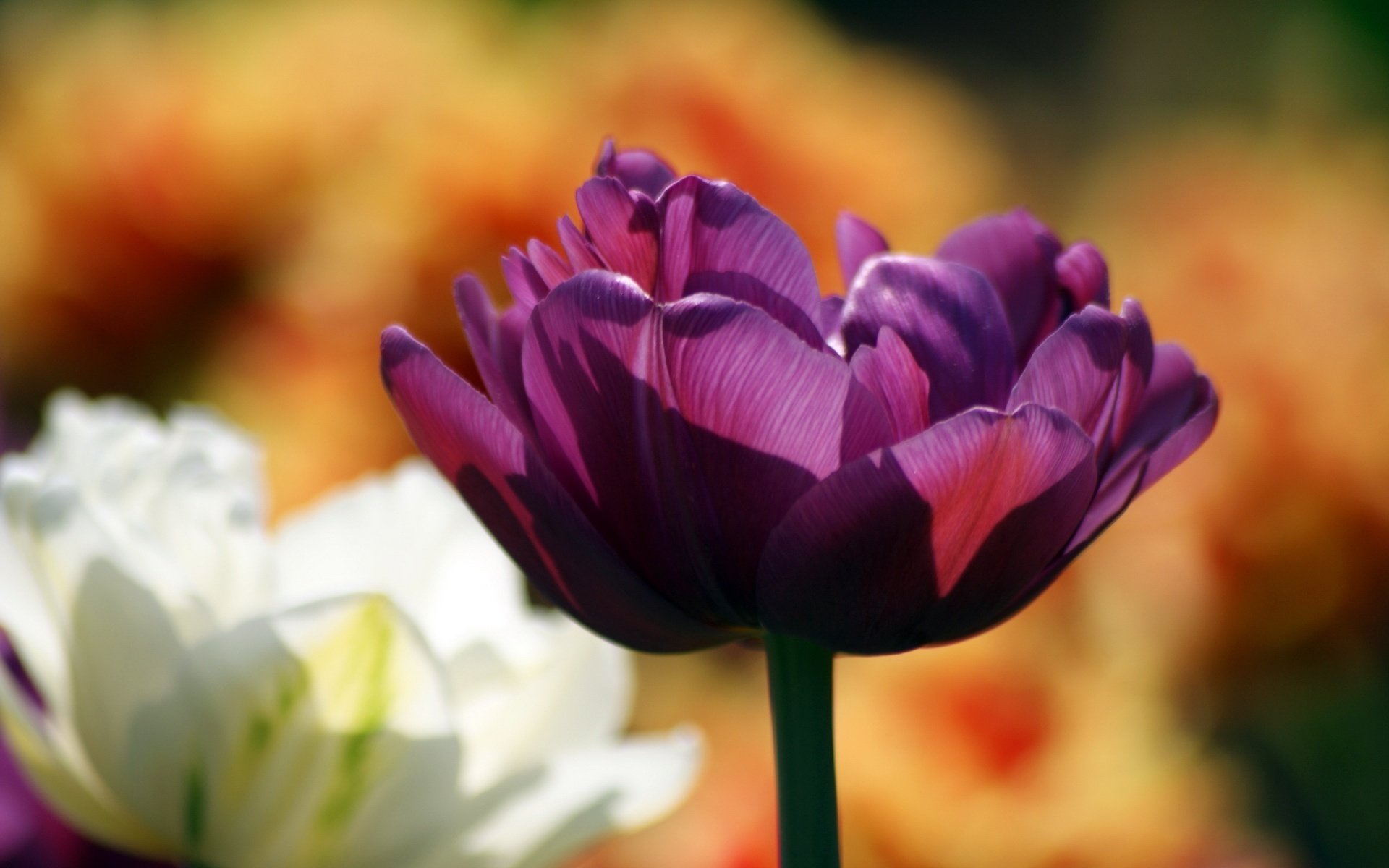 lila schönheit transparente blütenblätter blumen sanfte schöpfung makro