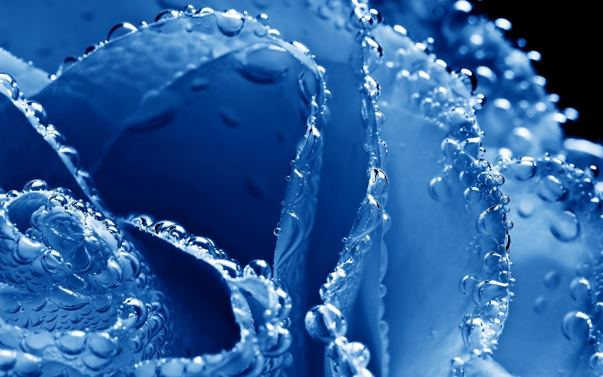 blue flowers petals droplets of water macro rose