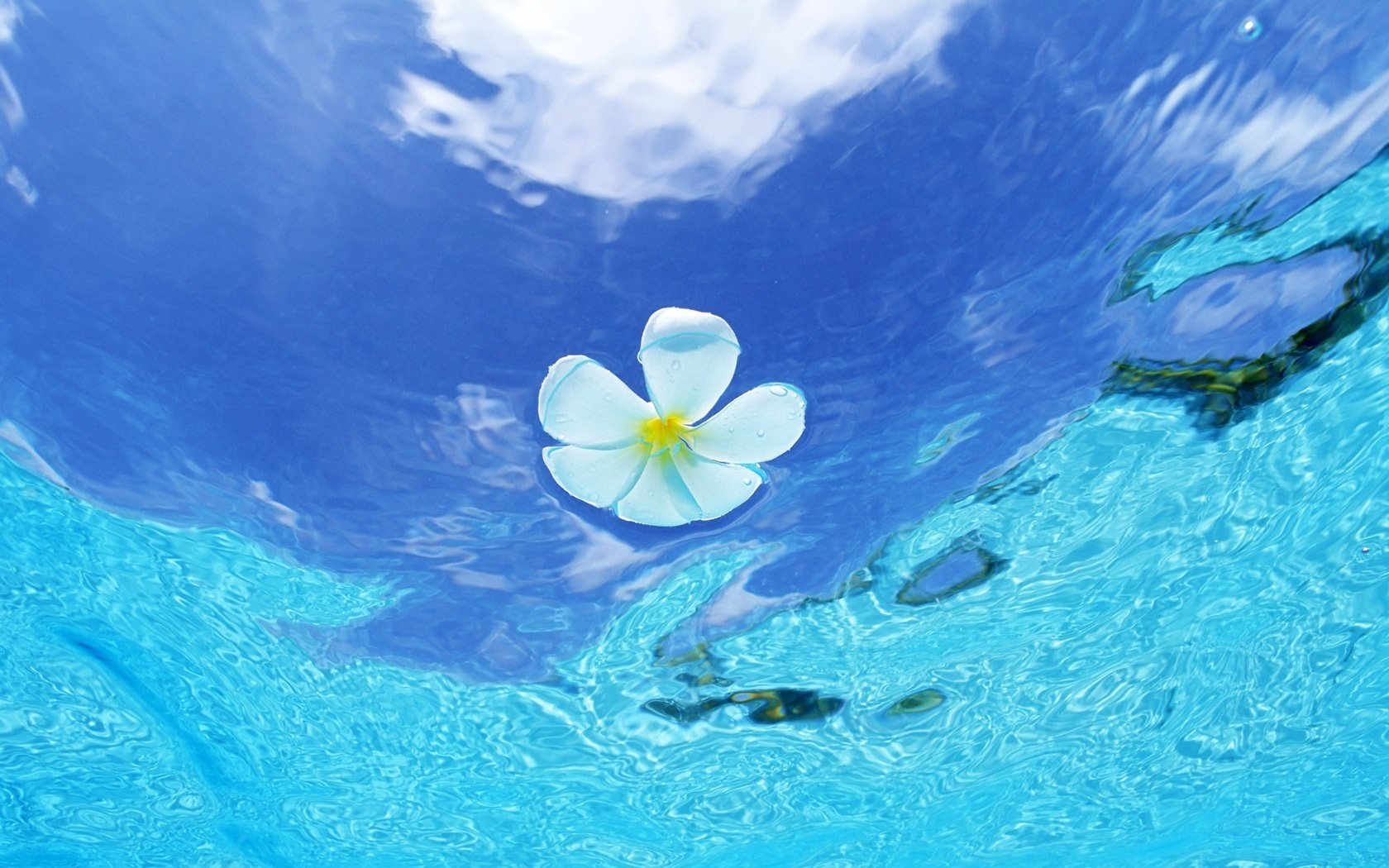 ea water beauty white flower water the sky sea flower reflection cloud