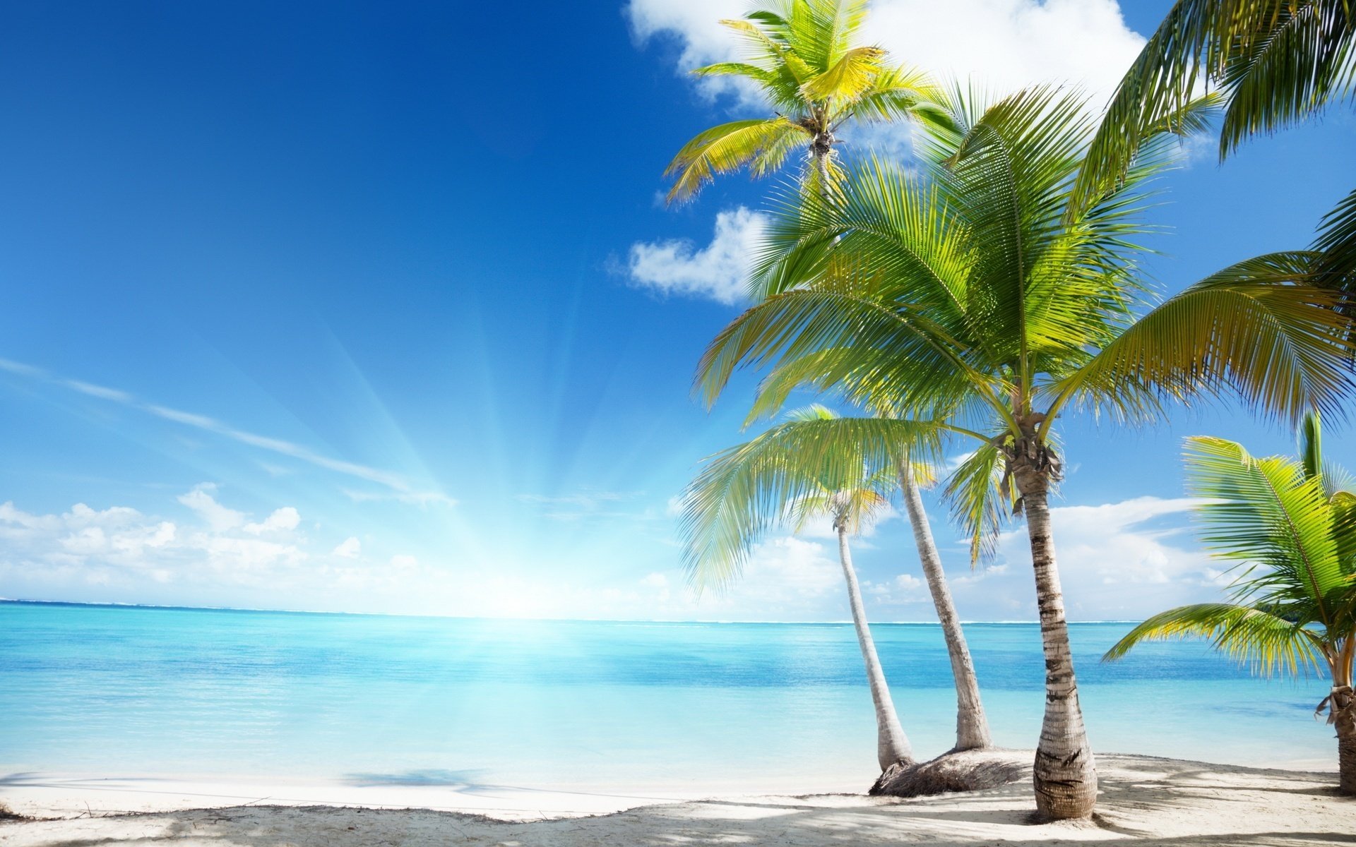 light green branches bright rays palm trees beach water sky sun summer heat heat nature landscape vacation paradise clouds light ocean shore