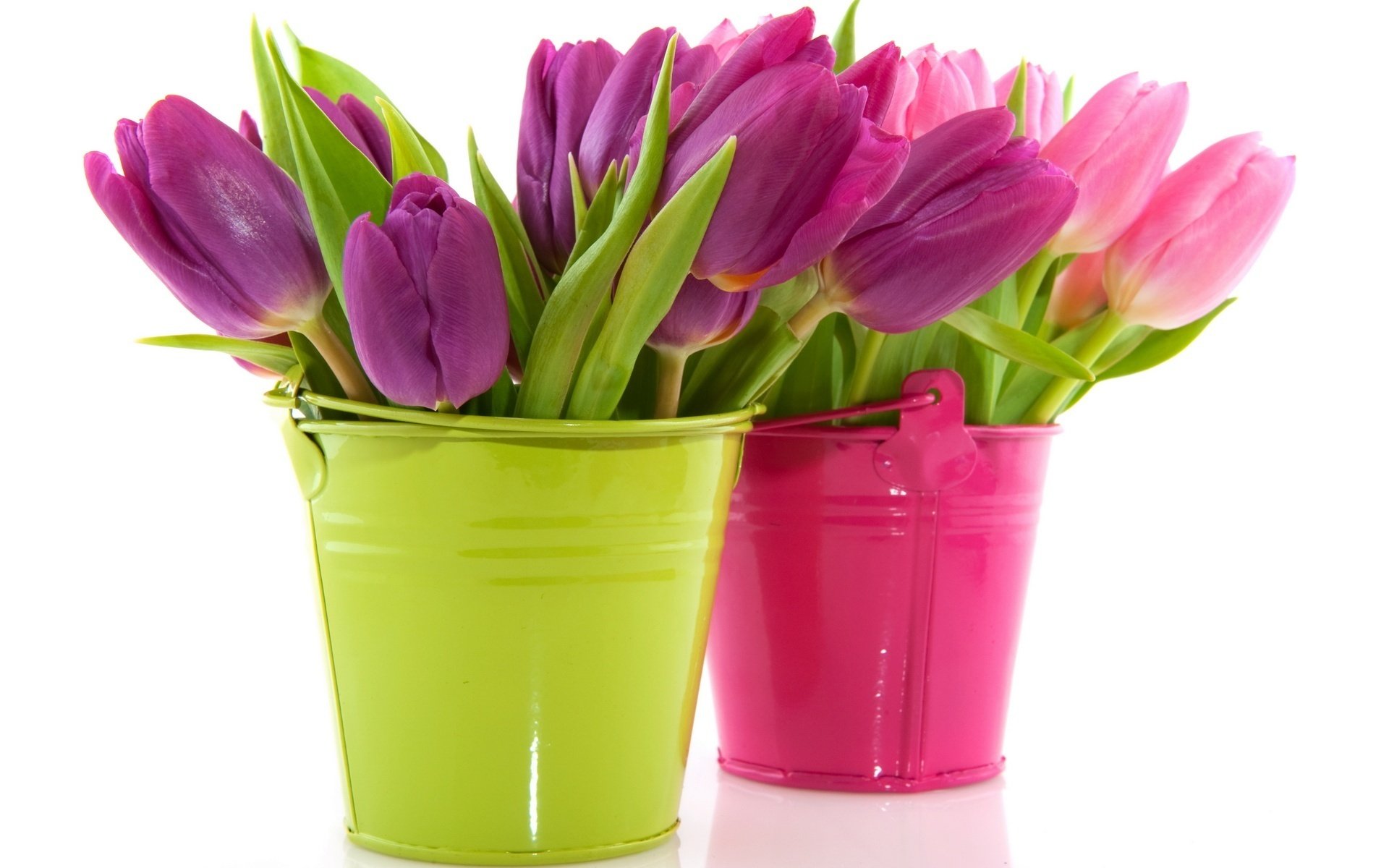 buckets flowers bright colors tulips pot