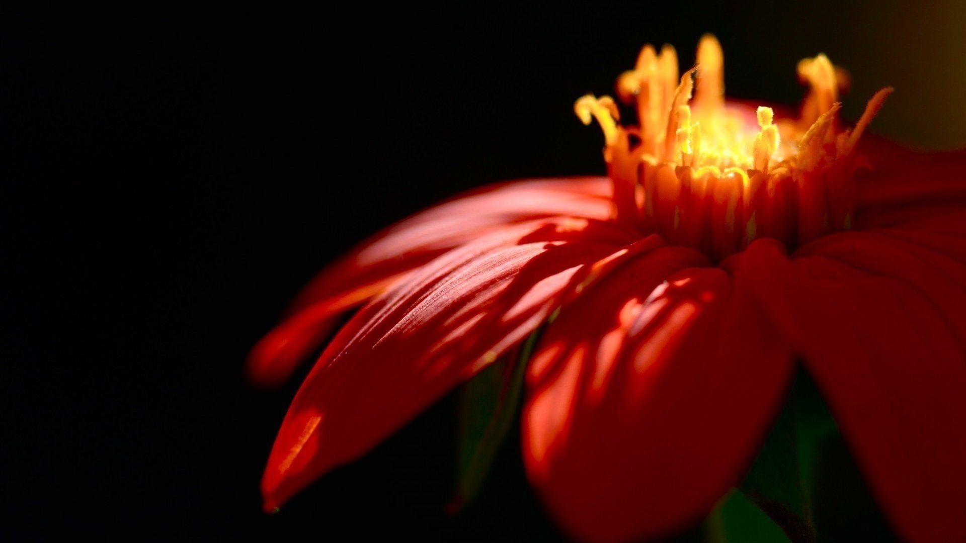 with fire flowers flower long petals macro