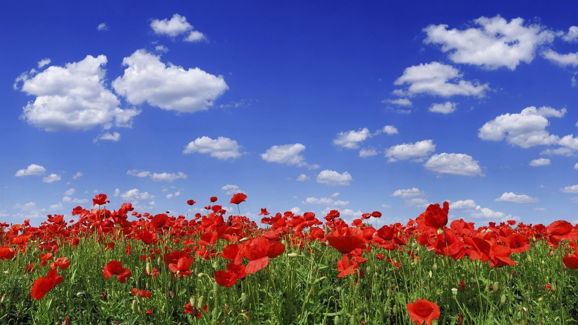 champ de feu fleurs coquelicots ciel ciel