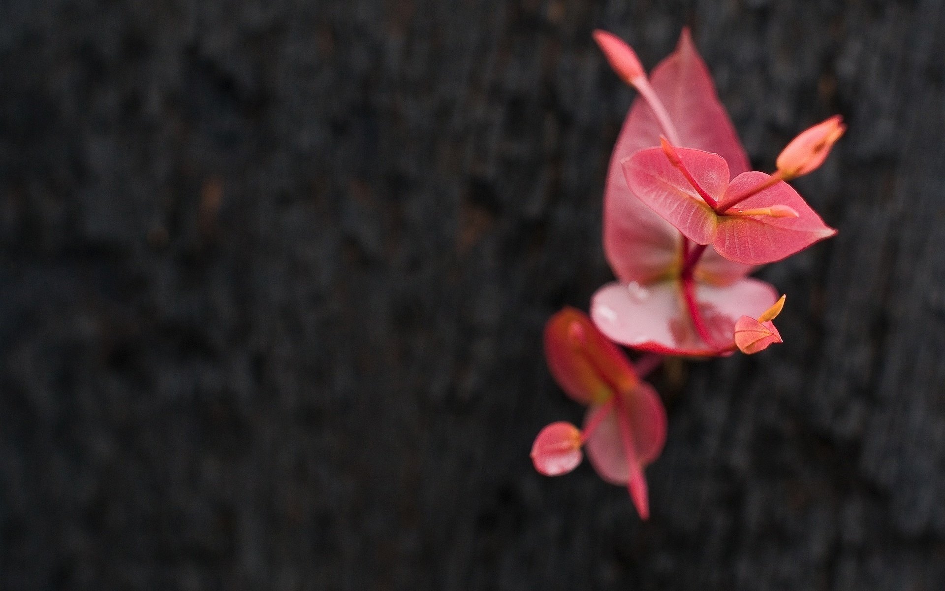 feuilles rougeâtres fleurs fleur fond sombre nature pousse gros plan