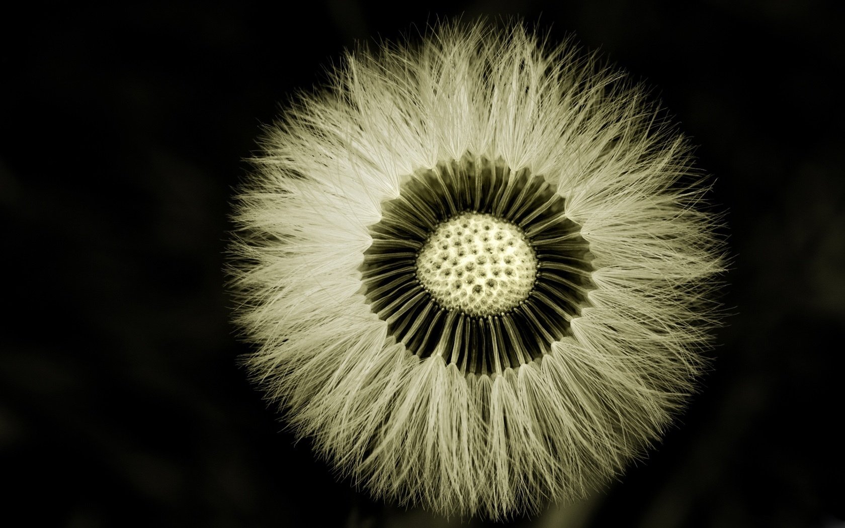 belleza en blanco y negro hojas esponjosas punto