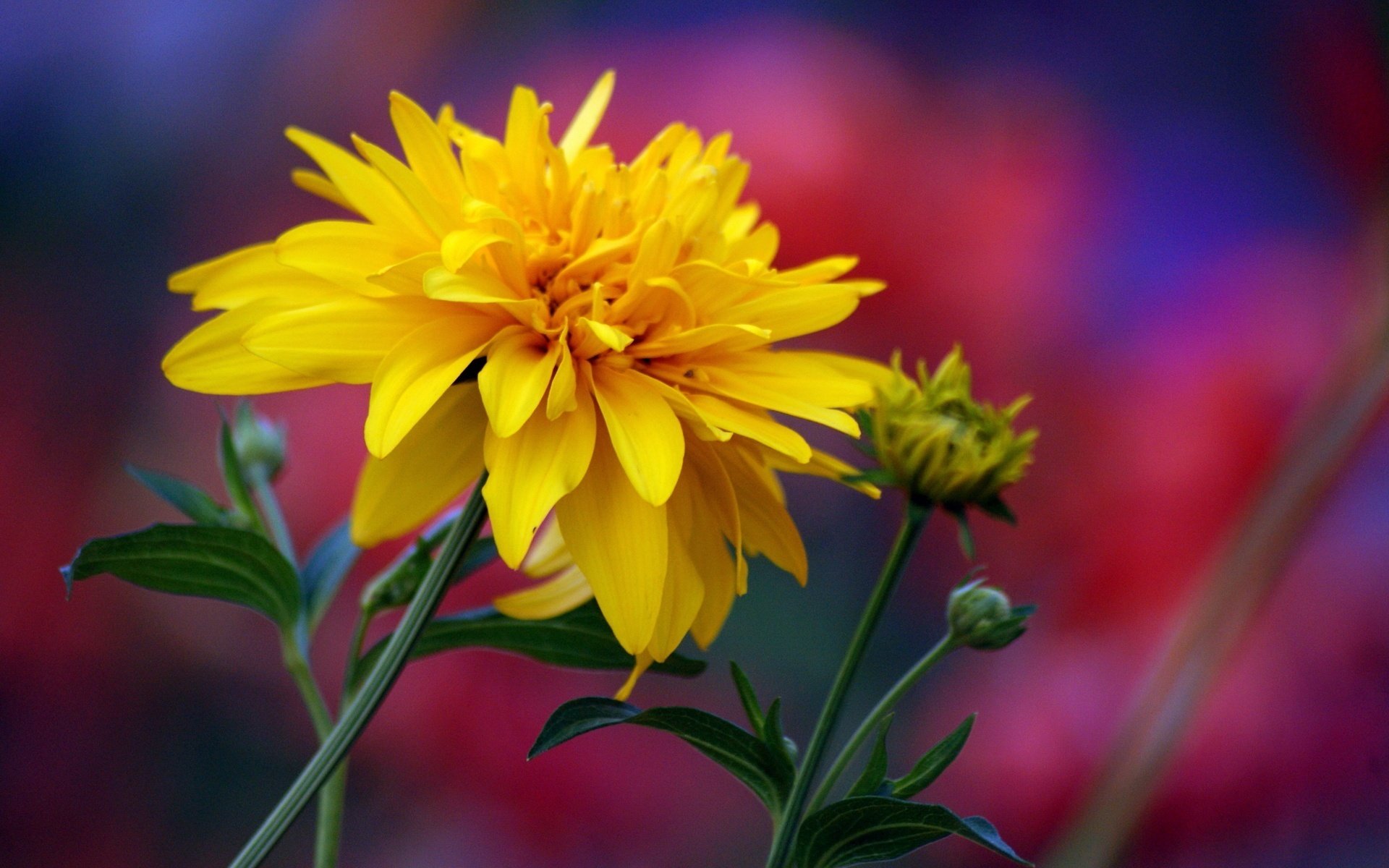 pétales moelleux tronc mince fleurs gros plan gros plan