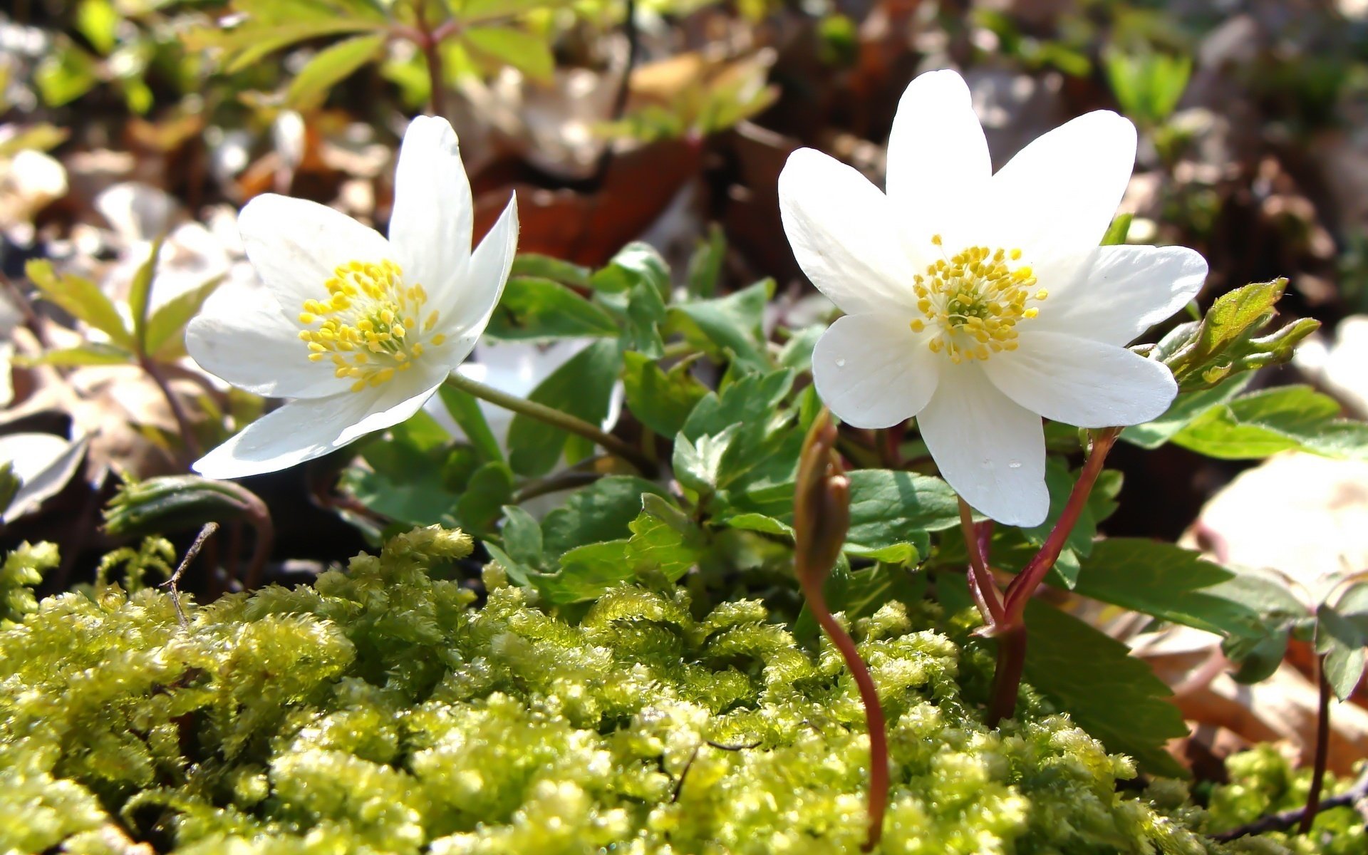 white flowers the gentle rays of the sun flowers moss macro spring