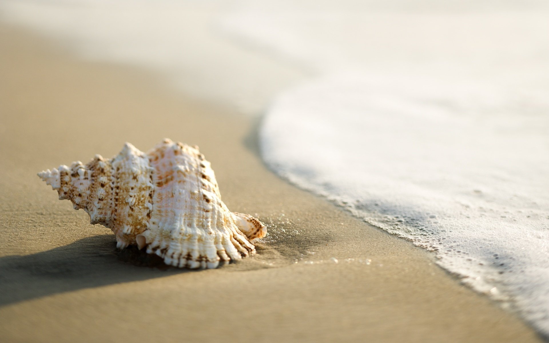 vague de mousse coquille sable fin sable mer vague plage rivage