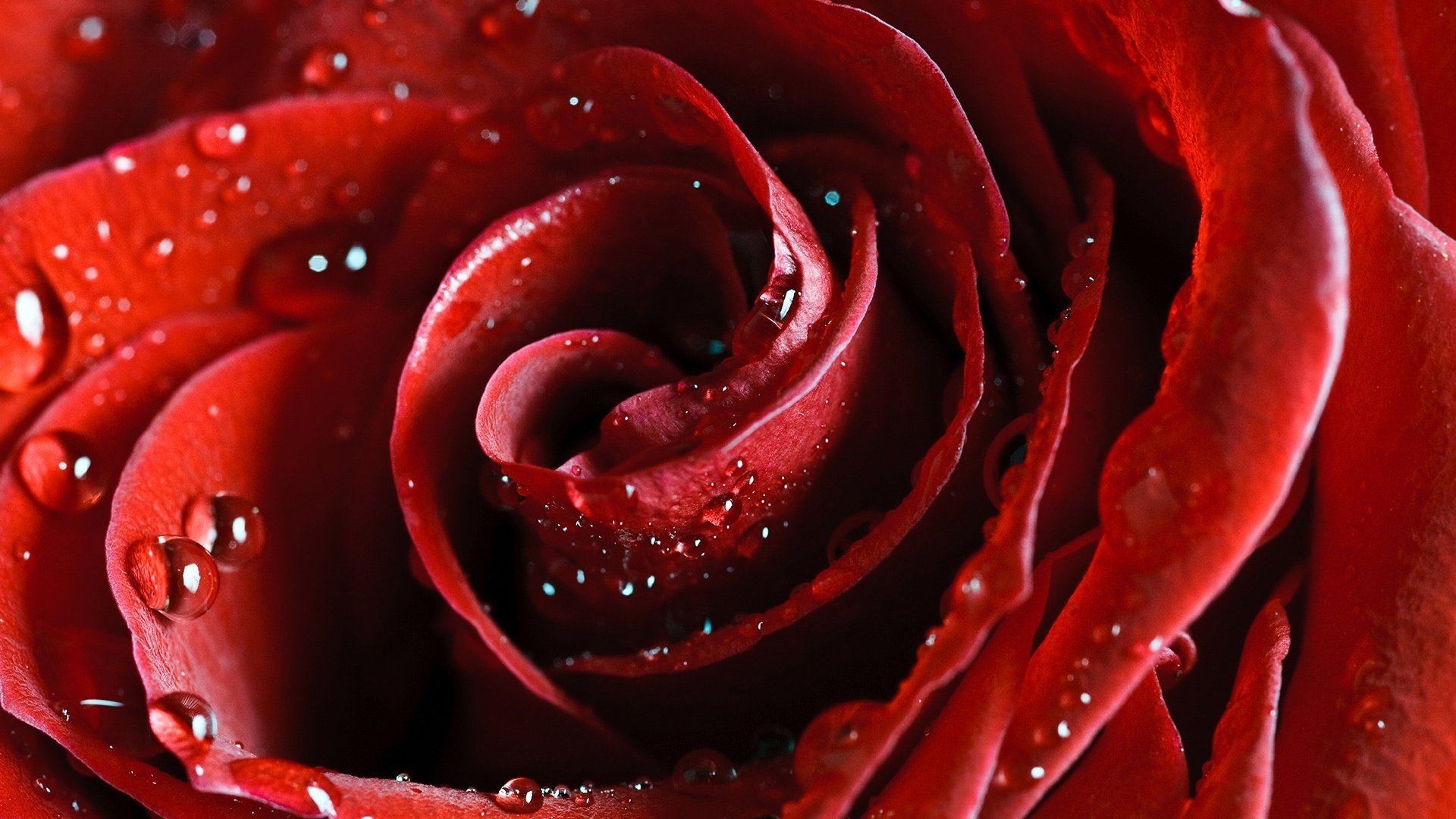 the smooth surface of the petal assistant cupid flowers water drops macro rose