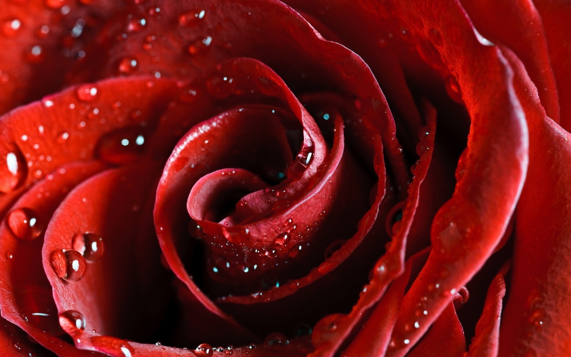 flores brote rojo gotas de agua macro rosas