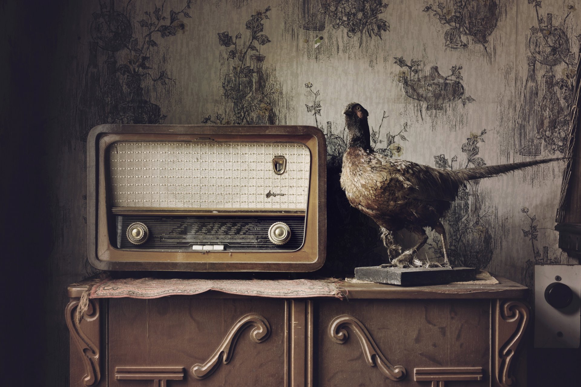 radio oiseau maison