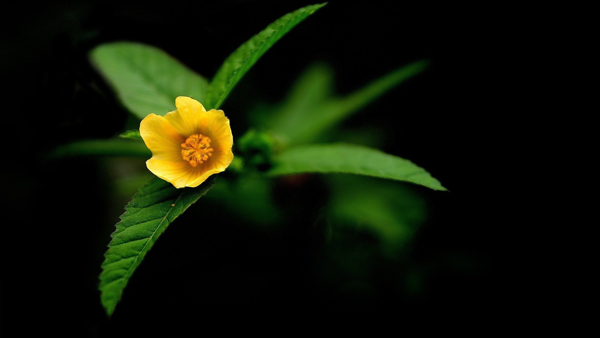 bambino giallo fiori foglie lunghe colori vivaci macro