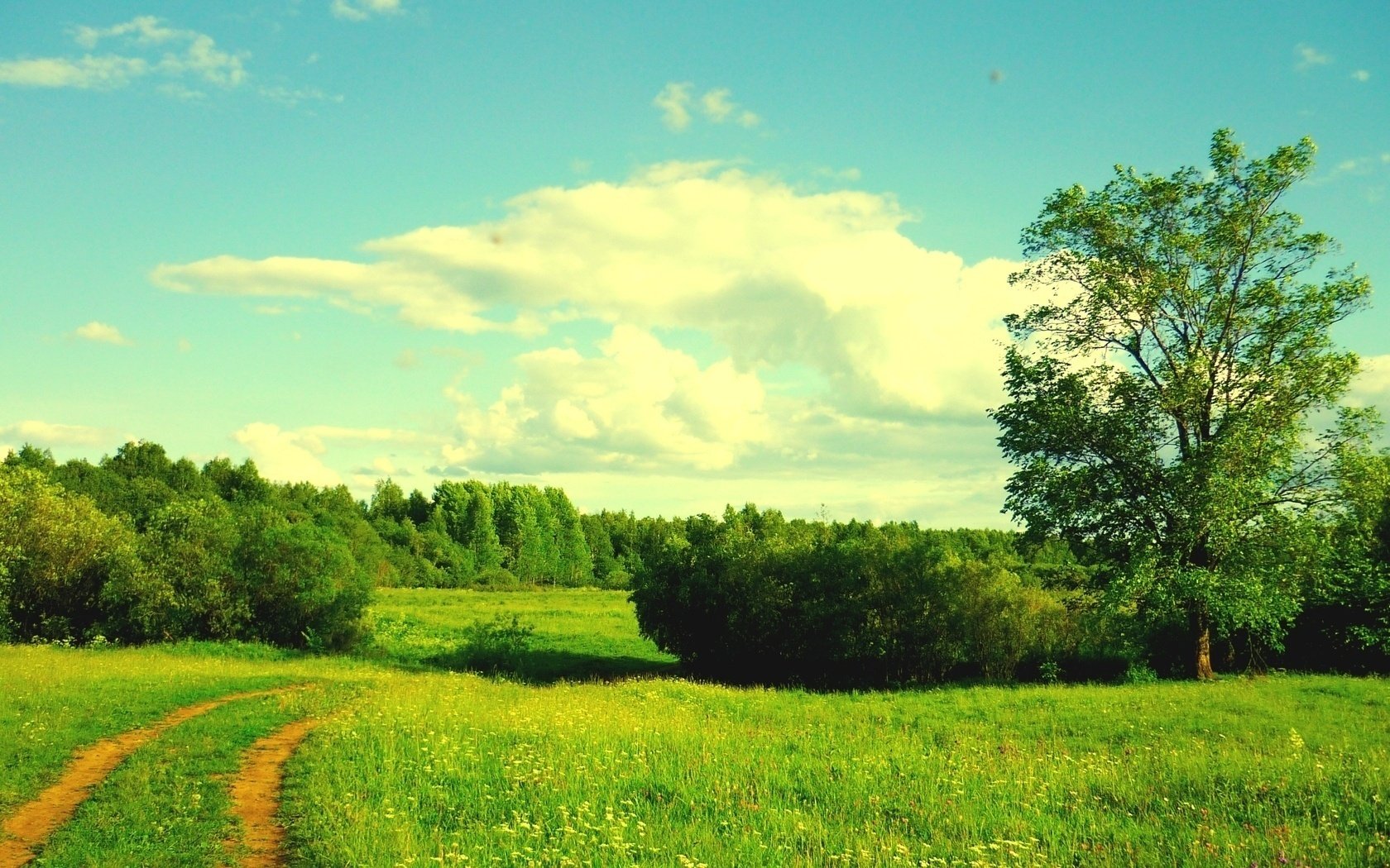 wood flowers clearing green grass woods forest the sky clouds greens bush the bushes road path tree sunny day light heat