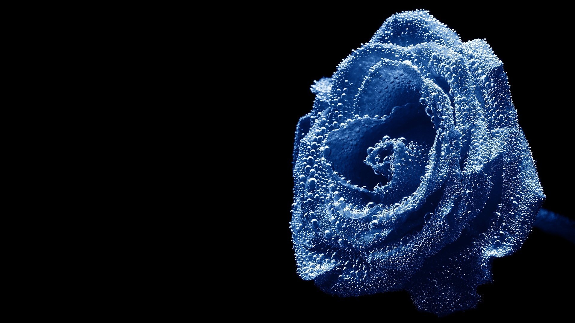 blaue rose wirbelnde blütenblätter blumen wasserspritzer natur makro rosen tröpfchen