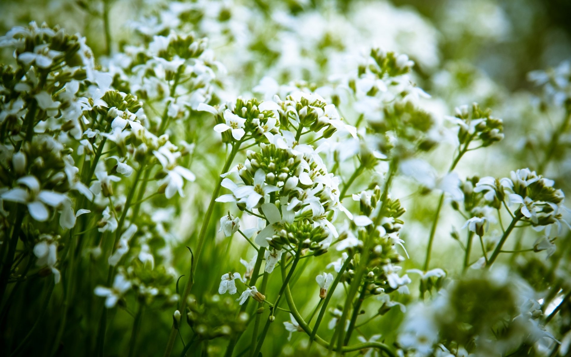 créatures des champs fleurs fleurs blanches brindilles