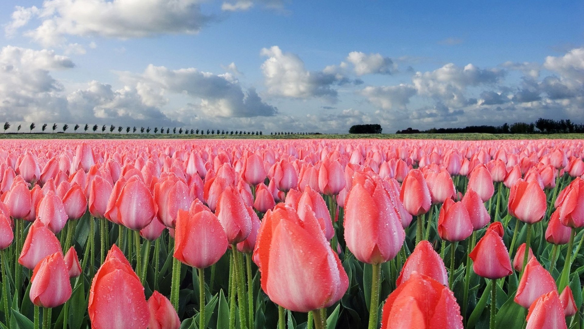 kwiaty pole tulipany różowe stworzenia niebo natura