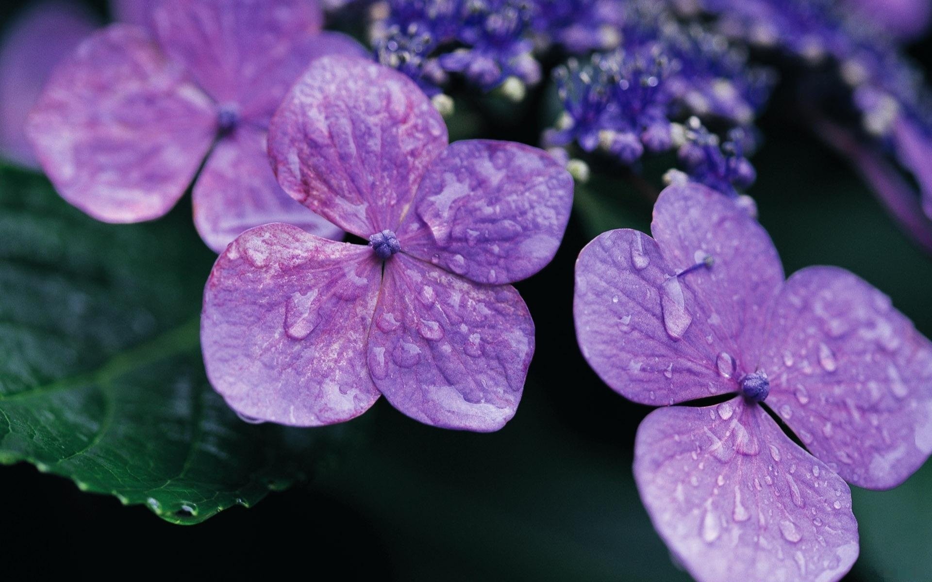 briciole lilla quattro foglie gocciolina di rugiada fiori macro