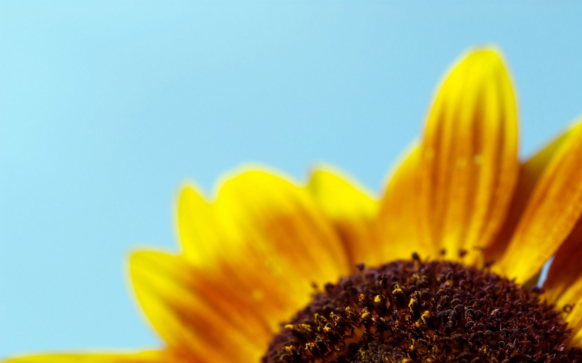 flor del sol centro oscuro flores girasol macro