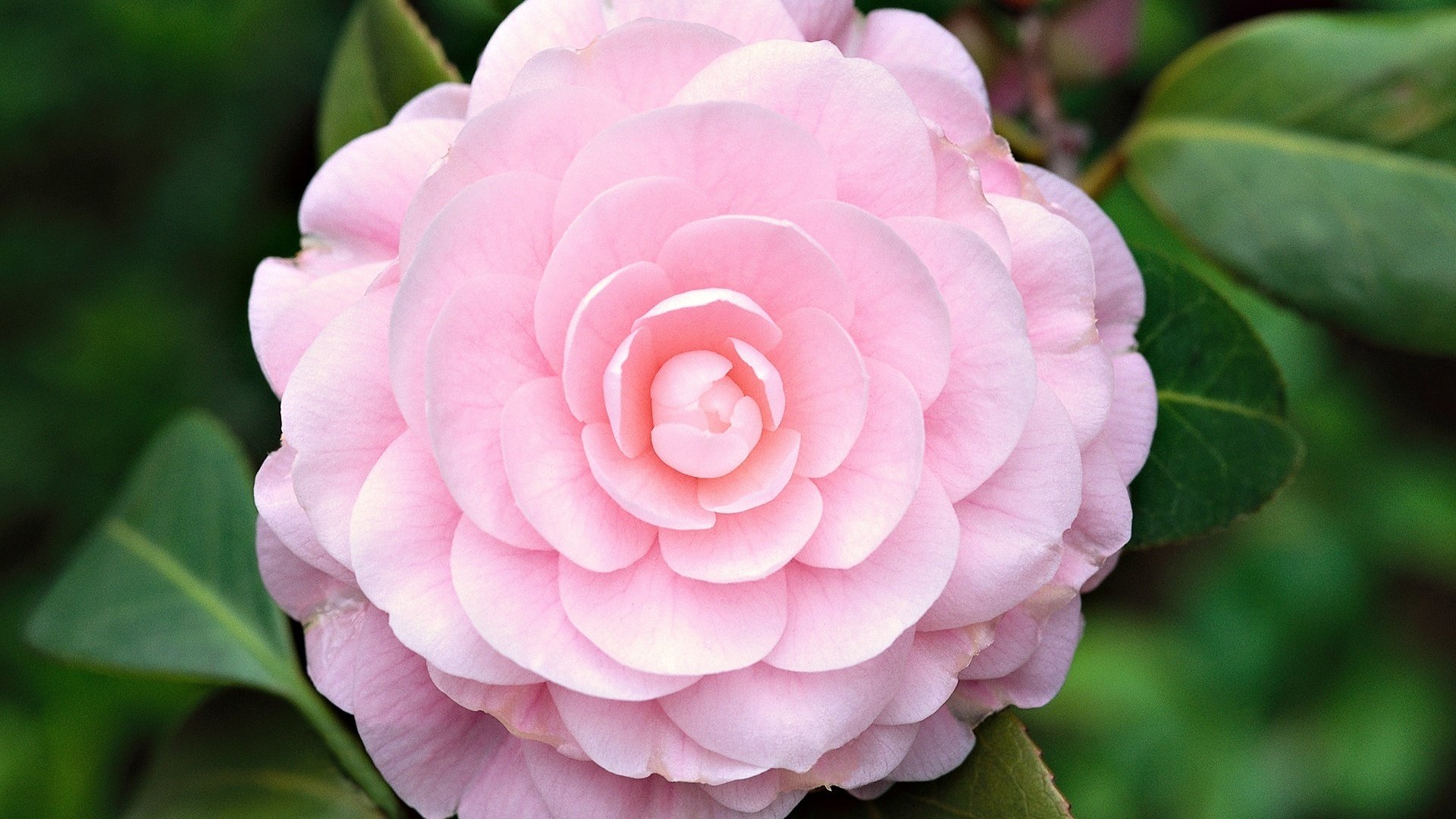 fiori rosa selvatica rosa chiaro piccoli petali macro rose natura