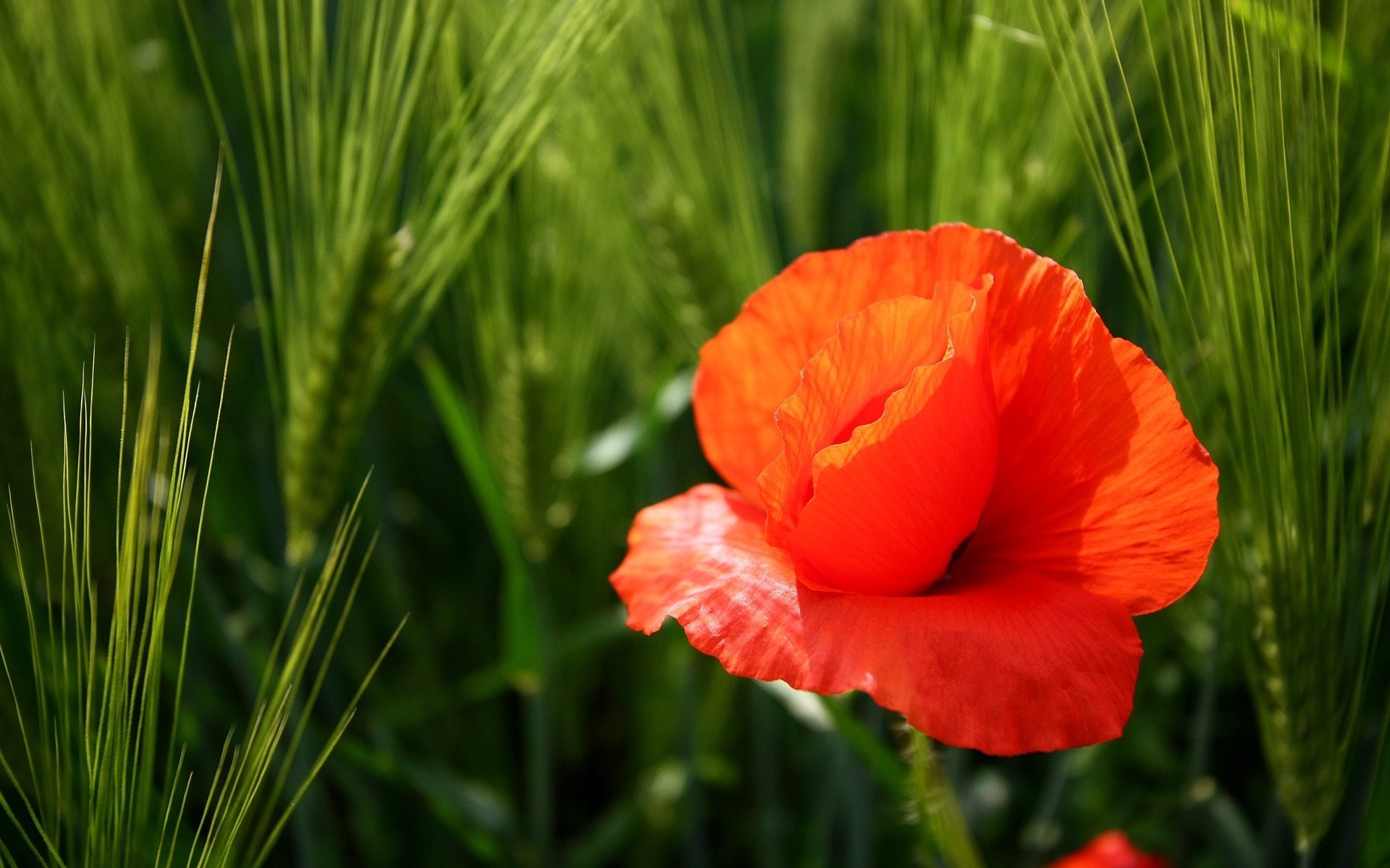 green spikelets poppy flower the sun flowers macro