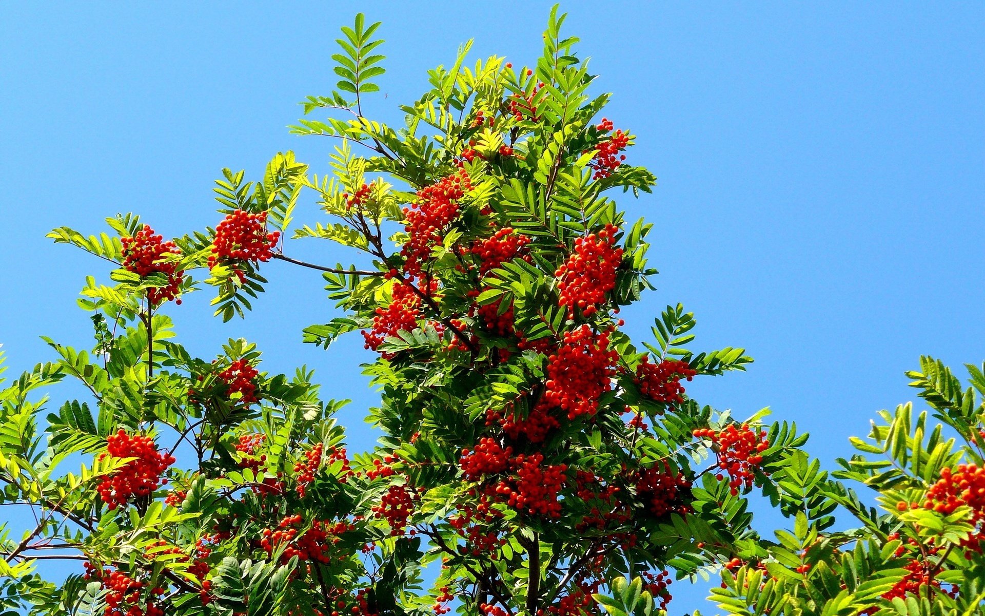 en el fondo del cielo ceniza de montaña roja pequeñas hojas verdes frutas bayas