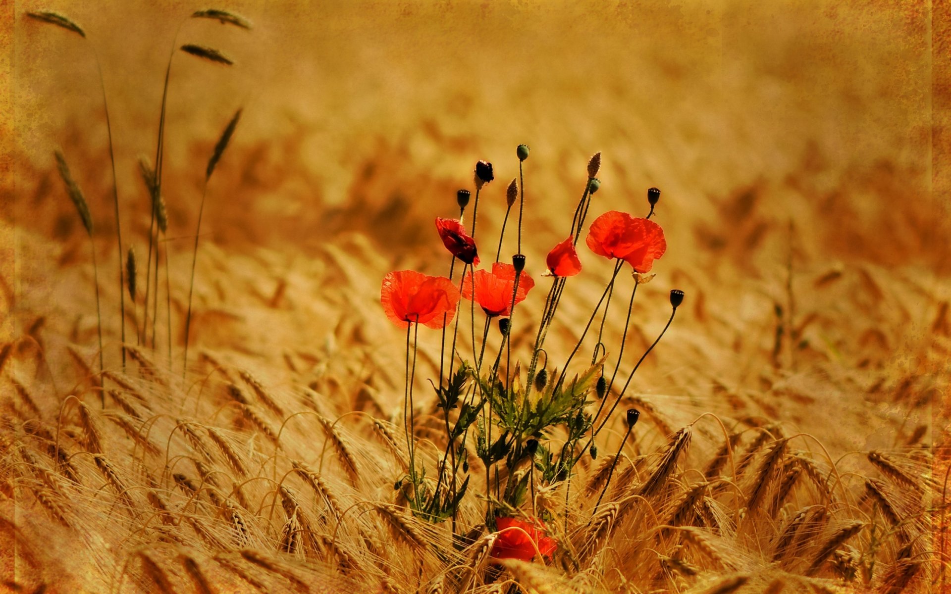 flowers poppy flowers field golden ears summer