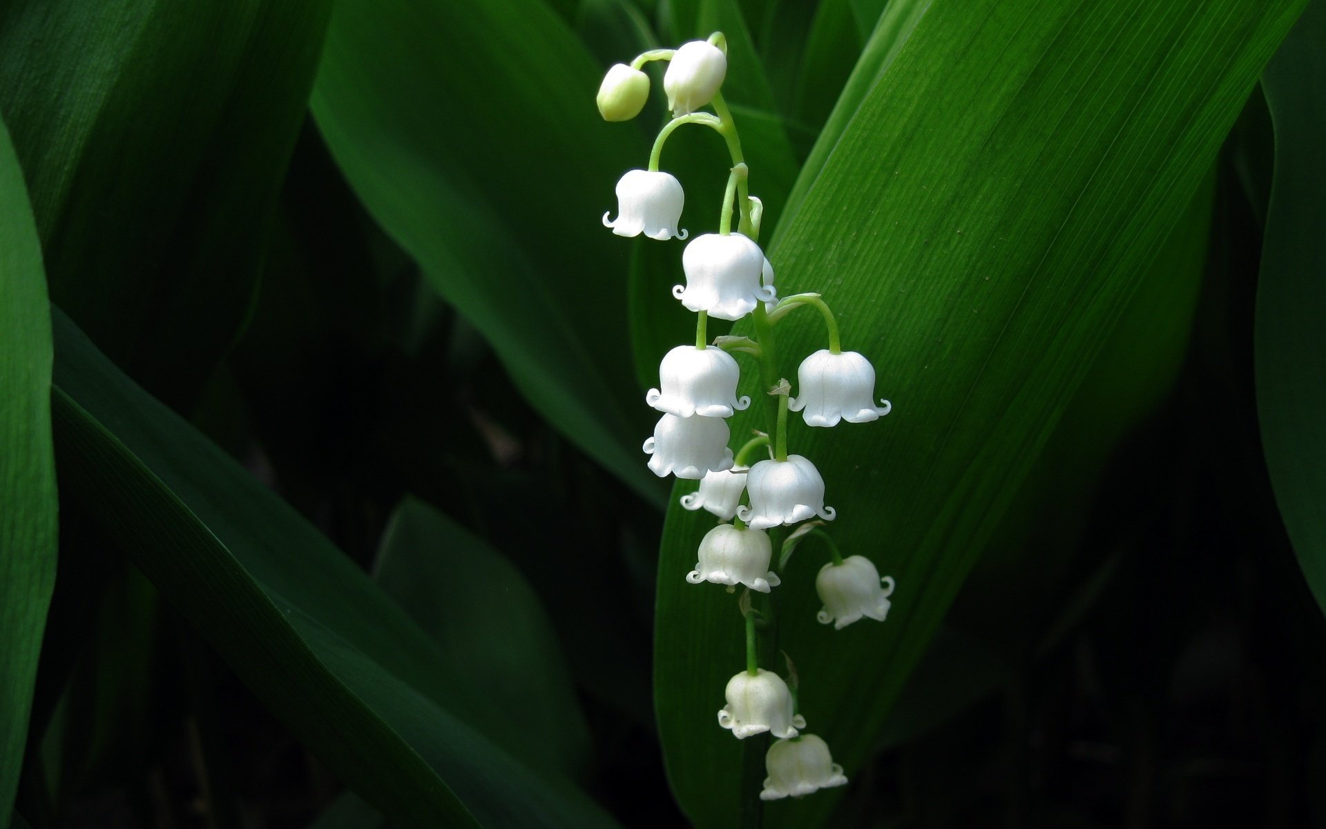 the decoration fields white babes flowers bells macro lilies of the valley