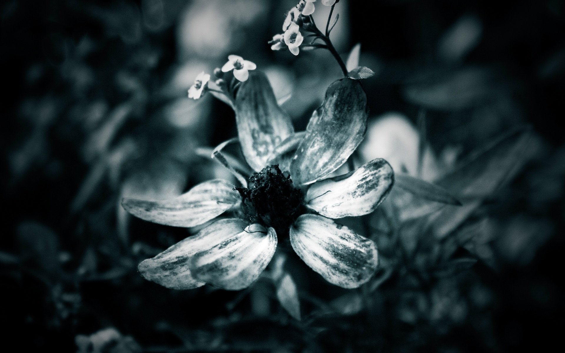 naturfoto blütenblätter ein zweig kleiner blüten blumen makro