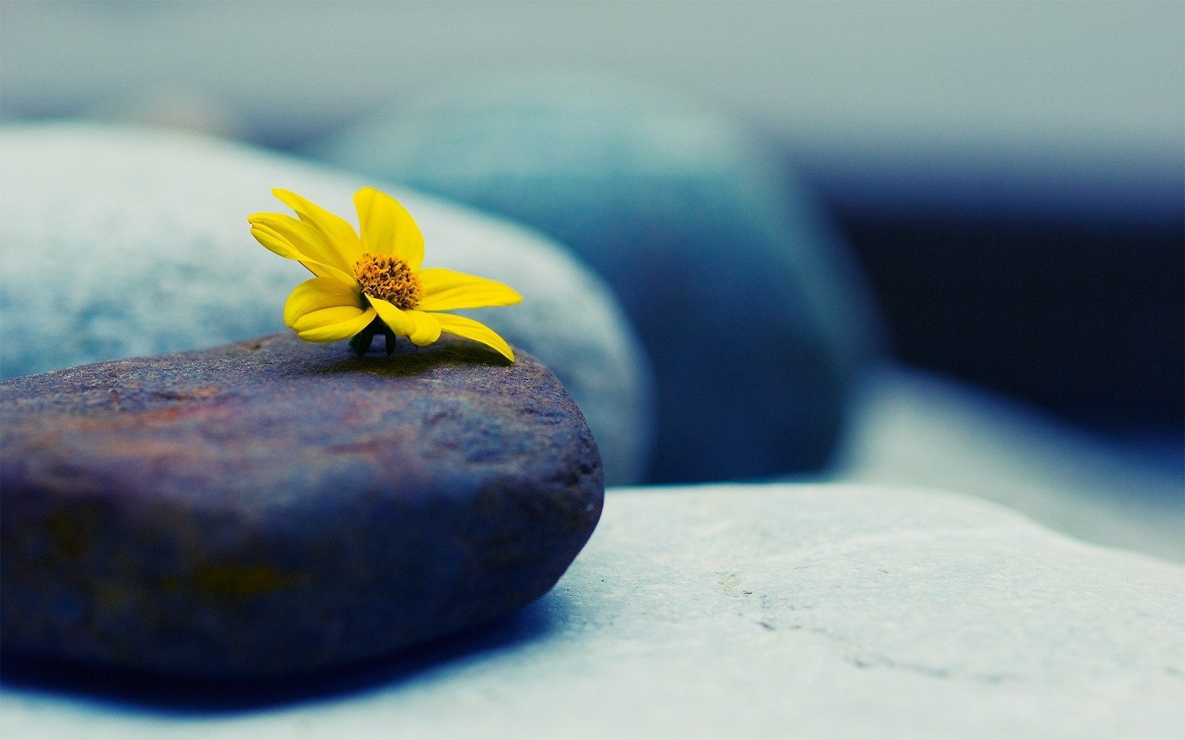 yellow flower flowers stones lonely macro