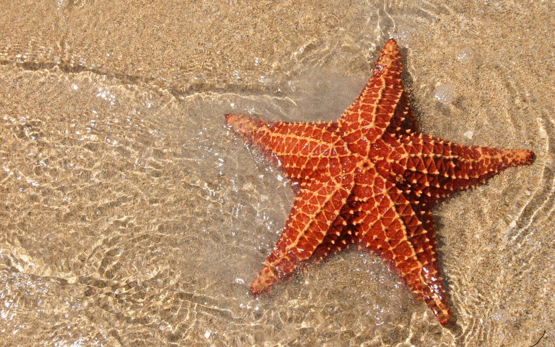 yellow sand starfish water animal