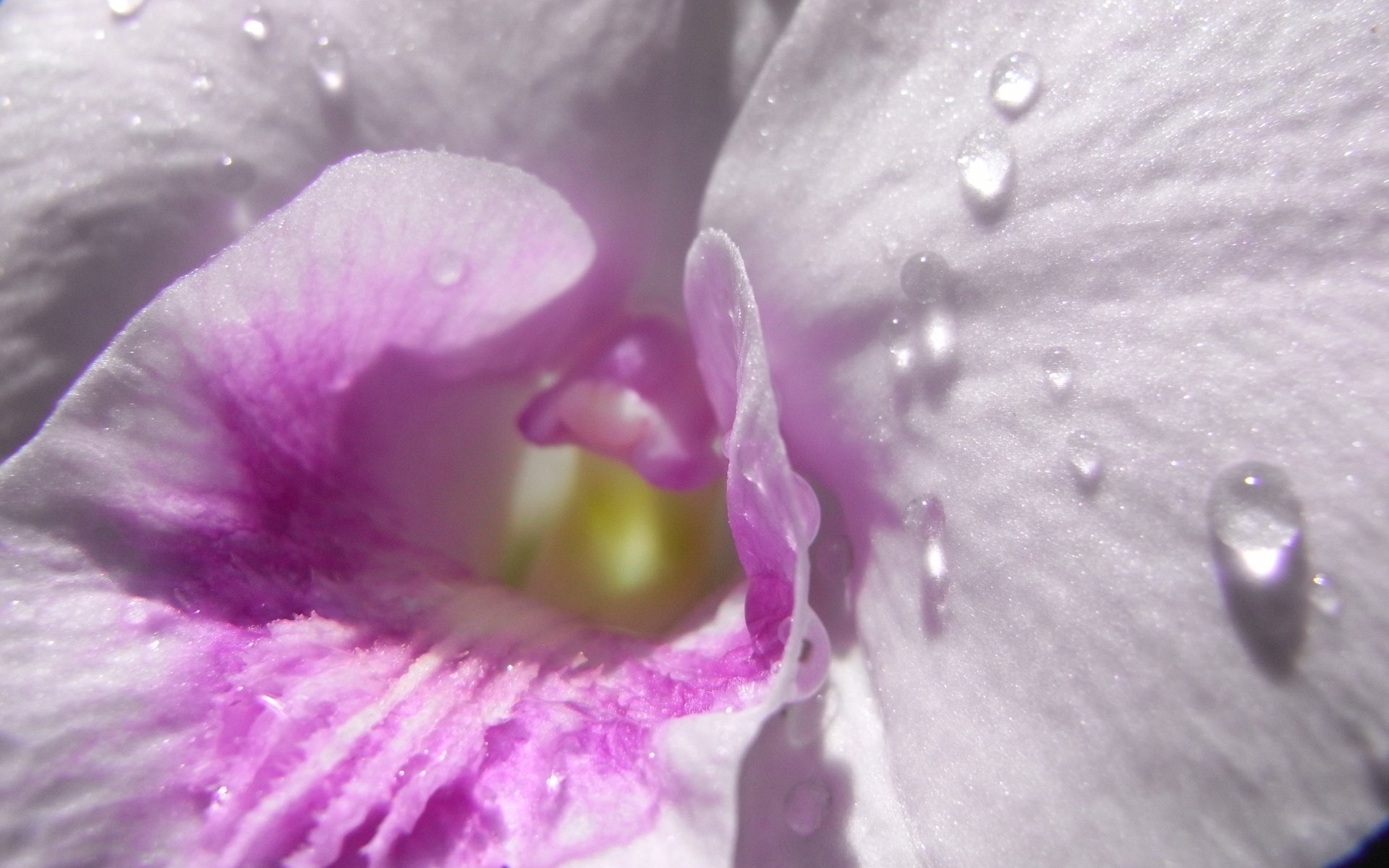 gouttes de rosée fleurs regard vers l intérieur création douce gros plan