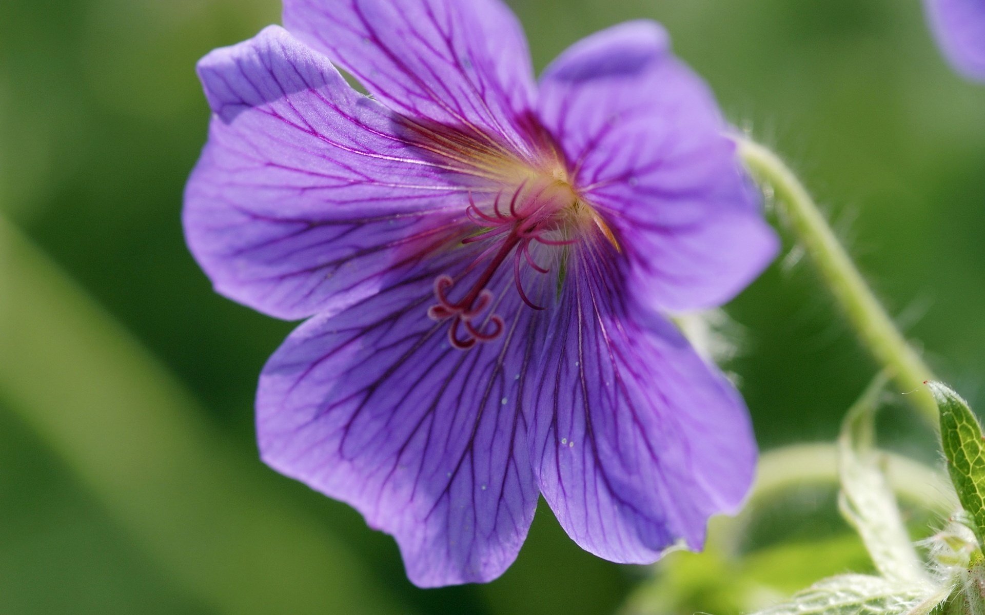 pétales violets tige duveteuse pistil tourbillonnant fleurs gros plan