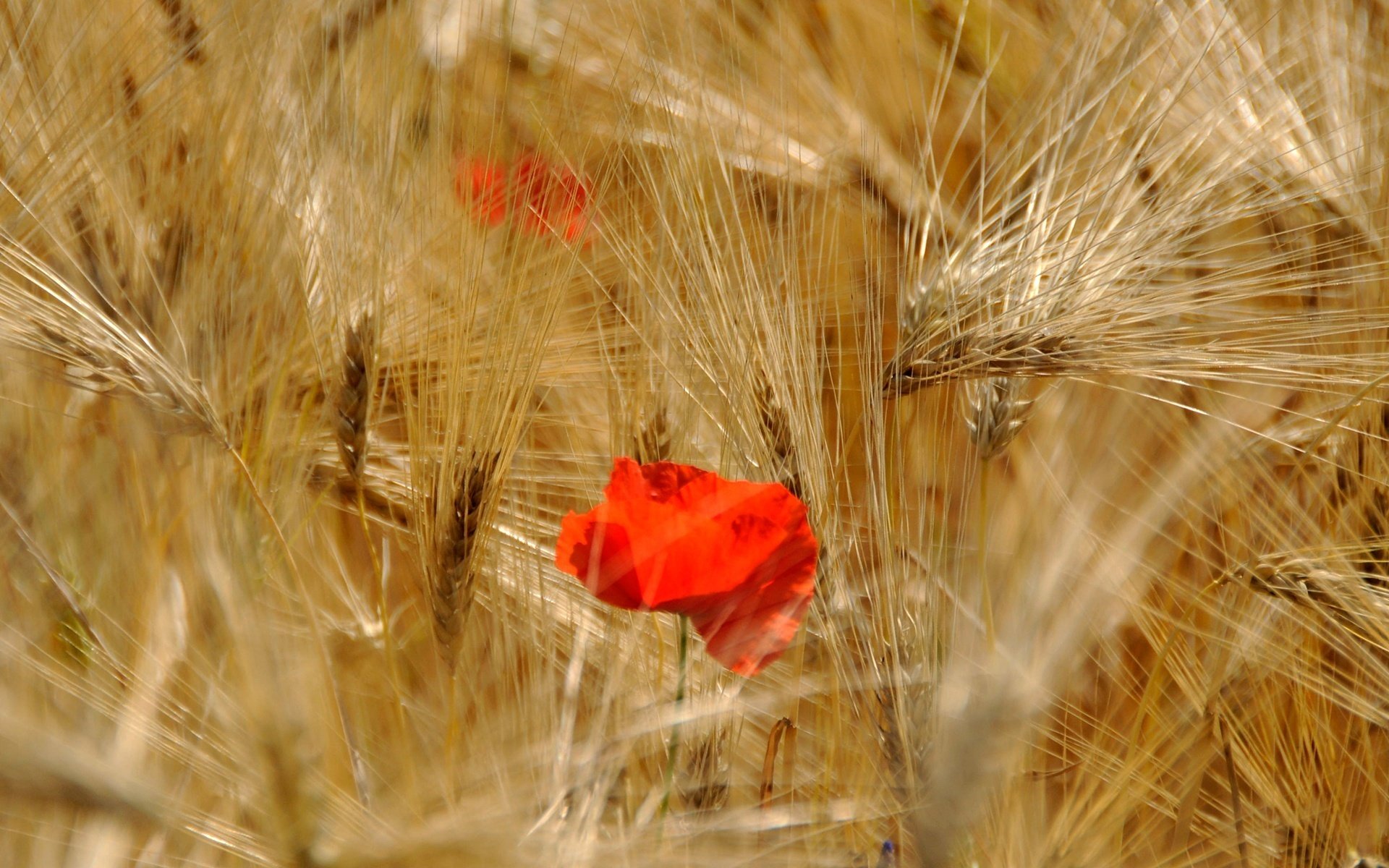 belleza de la naturaleza flores amapolas rojas espiguillas de oro campo verano