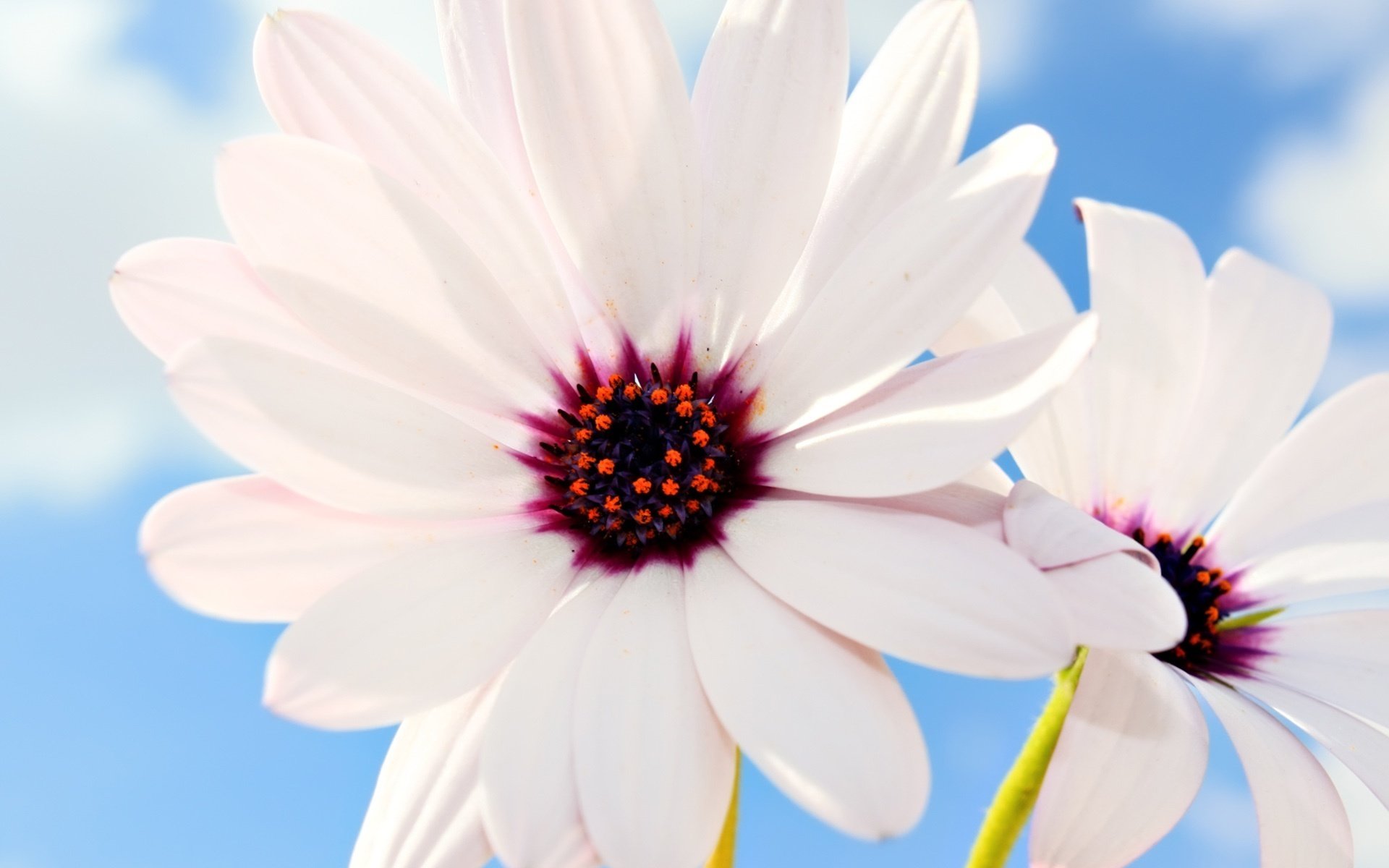 marguerites inhabituelles milieu violet fleurs rayons de lumière gros plan