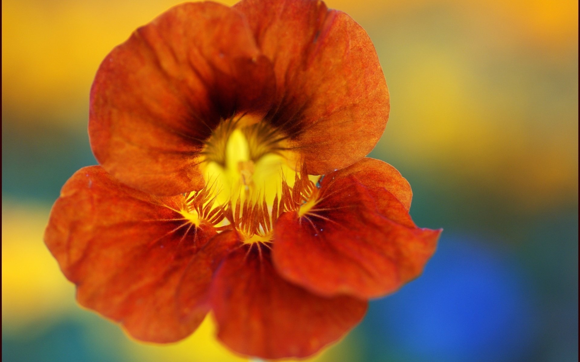 decorative flower saturated colors red hue flowers macro