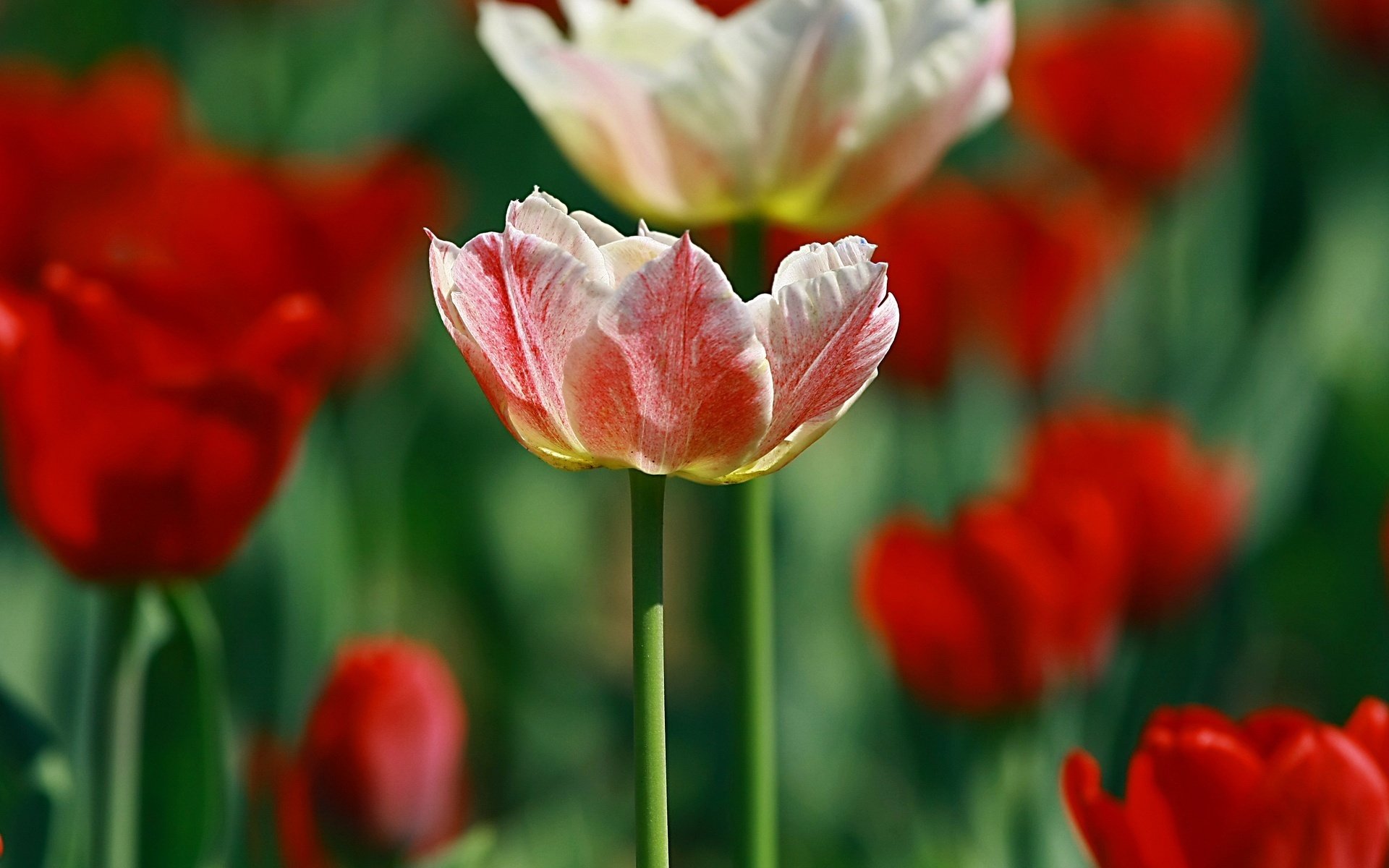 colori vernici della natura rosa rosso morbidezza macro