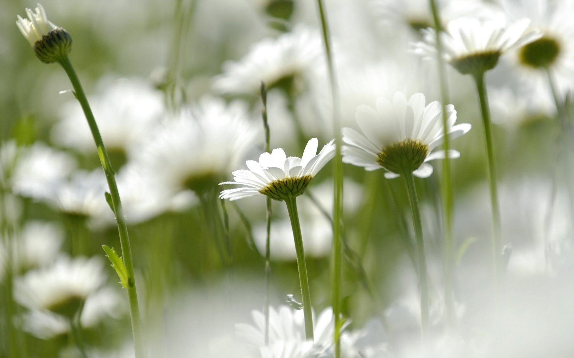 pétales blancs fleurs champ marguerites gros plan