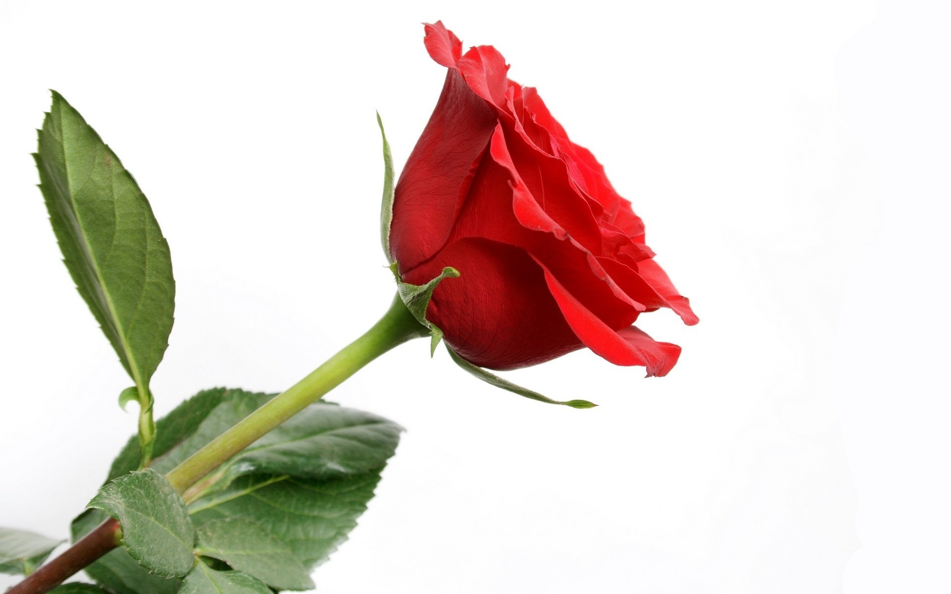 flor de la emoción flores estado de ánimo romántico rosa roja macro rosas