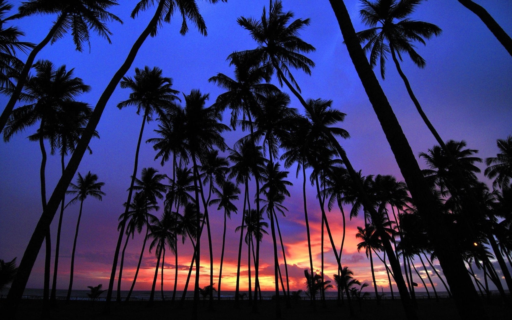 cielo de colores siluetas de palmeras puesta de sol palmeras noche naturaleza trópicos paisaje cielo vacaciones